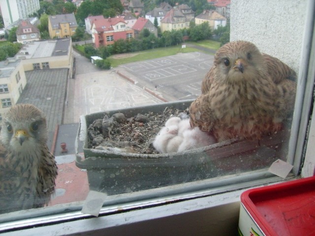 Ptaki zamieszkały na parapecie, w skrzynce na kwiaty. Nie myślą się przeprowadzać. Ostatnio z jaj wykluły się młode.