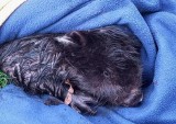 Wrocławska Ekostraż uratowała małego bobra. Zwierzę jest okaleczone, ma odgryziony ogon [ZDJĘCIA]