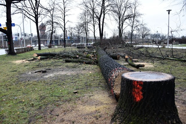 Kolejna wycinka w rejonie skrzyżowania ulicy Oleskiej z Bohaterów Monte Cassino i Batalionów Chłopskich.