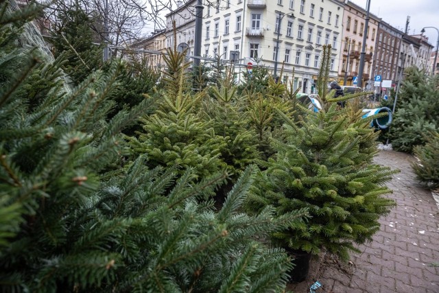 Większość z nas nie wyobraża sobie Świąt Bożego Narodzenia bez choinki. Niestety panująca "drożyzna" przyczyniła się także do wzrostu cen świątecznego drzewka. Trzeba się zatem liczyć z tym, że choinka będzie droższa niż w ubiegłym roku. Sprawdź ceny choinek w 2022 roku -->