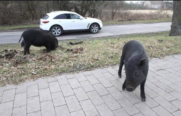 Dziki w mieście. Leśnicy miejscy łapią dziki w sieć i odłownie