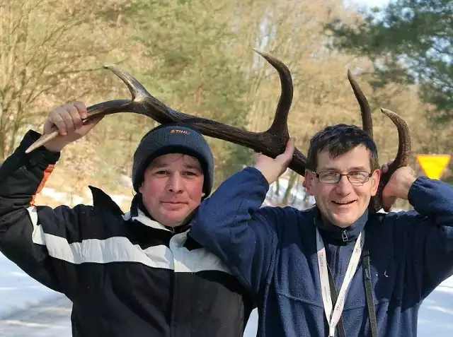 Trofeum znalezione przez bydgoskich turystów w lasach porastających Góry Łosiowe (na północ od Grudziądza).