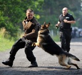 Zmagania policyjnych psów. Owczarek Wareg pojedzie na mistrzostwa