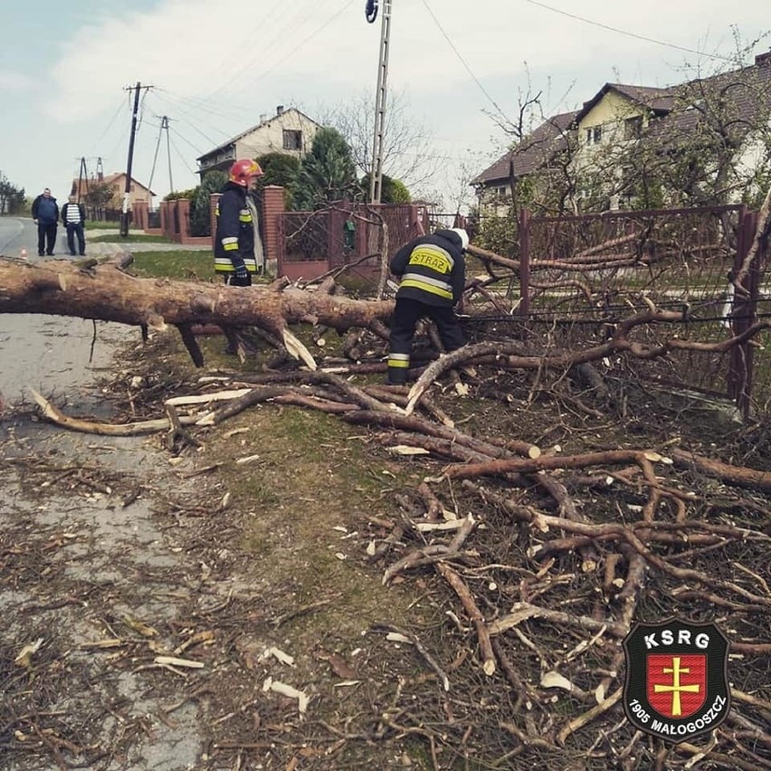 Powalone przez silny wiatr drzewo uszkodziło ogrodzenie i słup telekomunikacyjny w Leśnicy w gminie Małogoszcz