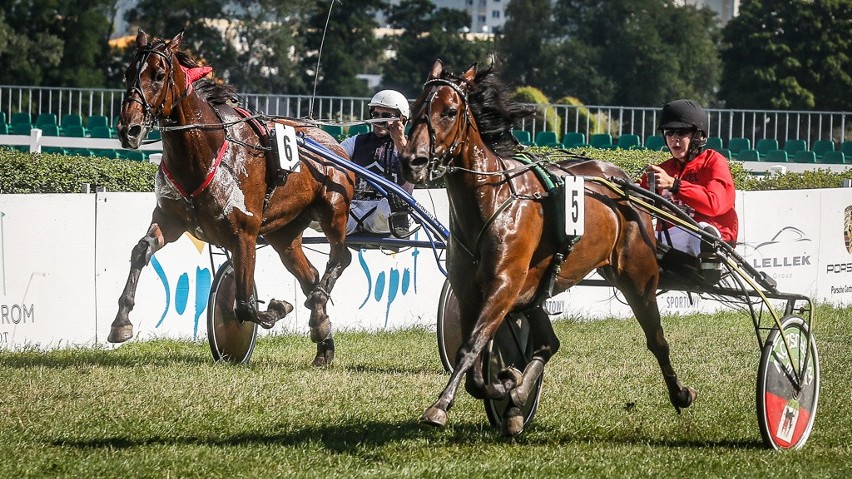 Wyścigi konne na sopockim Hipodromie. Gonitwy i familijny piknik w Sopocie [zdjęcia, wideo]