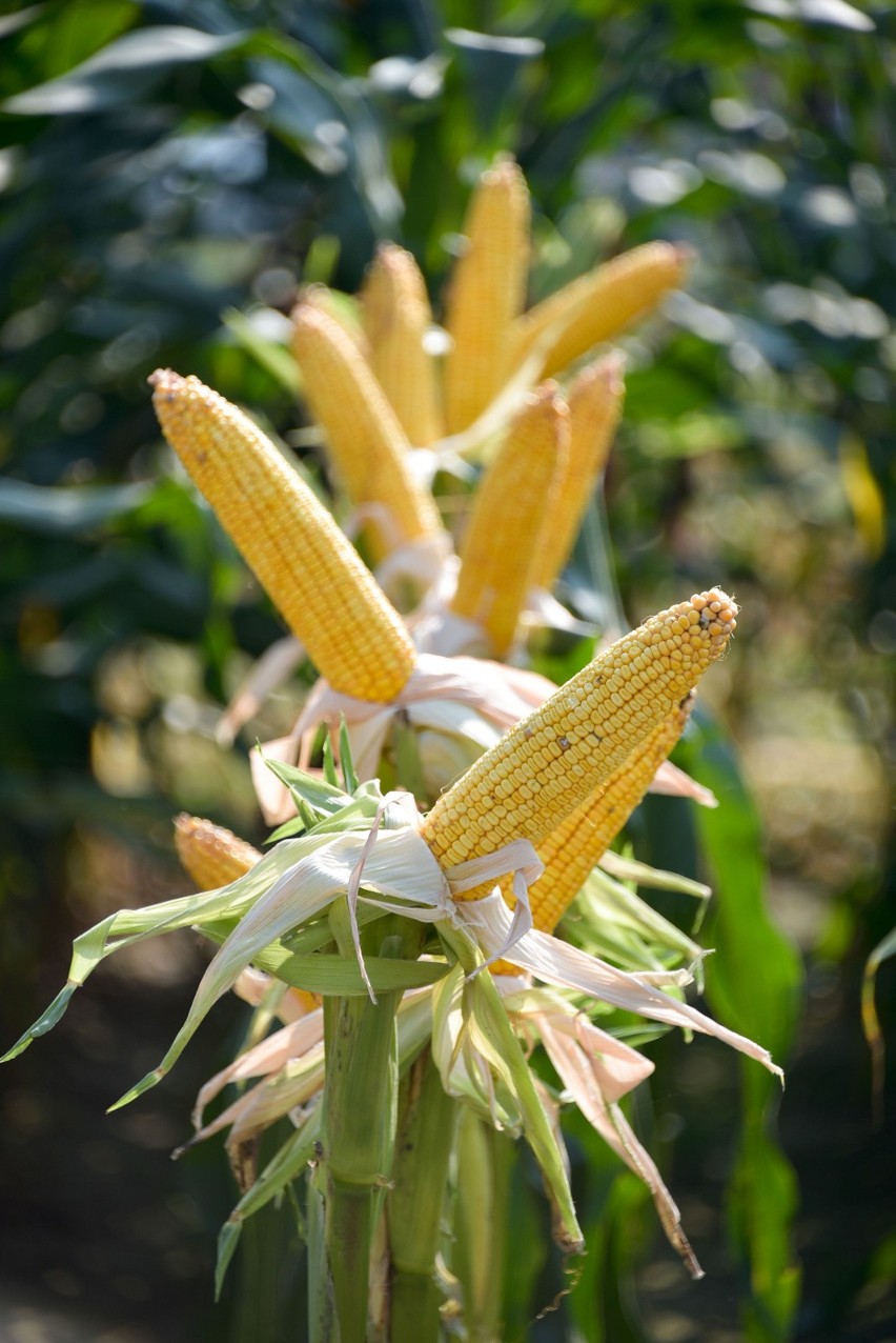 Podlaski Dzień Kukurydzy już w najbliższą niedzielę. Warto przyjechać do Szepietowa [program]