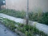 Wykoście trawy przy miejskim przystanku - apeluje internauta z Jarosławia