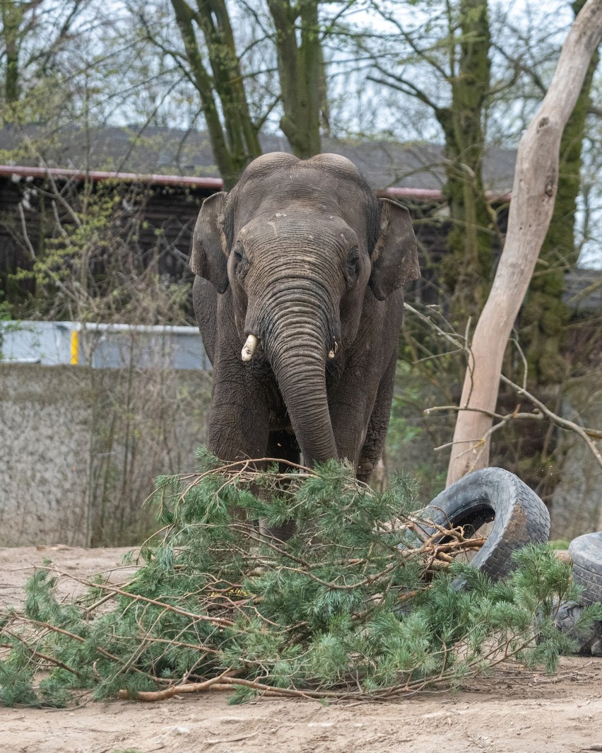 Barnaba mieszkał w płockim zoo od 2016 roku.