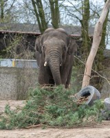 Orientarium w Łodzi. Do łódzkiego zoo przyjechał słoń Barnaba, będzie czwartym członkiem stada  