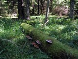 Leśnicy wycinają drzewa bez certyfikatu, bo audyt był za drogi. Ekolodzy podejrzewają, że przeszkodziła Puszcza Białowieska.