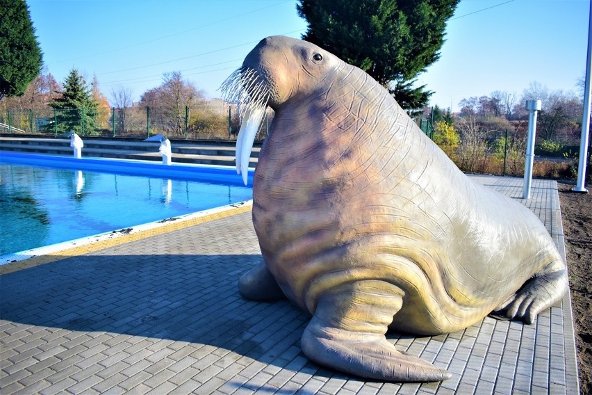 Na terenie basenu w Kostrzynie stanęła nowa figura morsa.