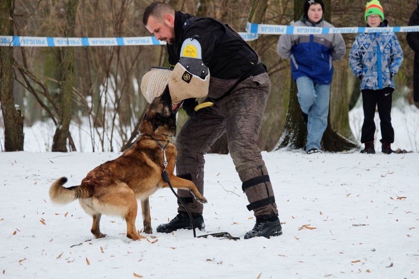 Białystok. Demon w akcji, czyli szkolenie policyjnych psów służbowych