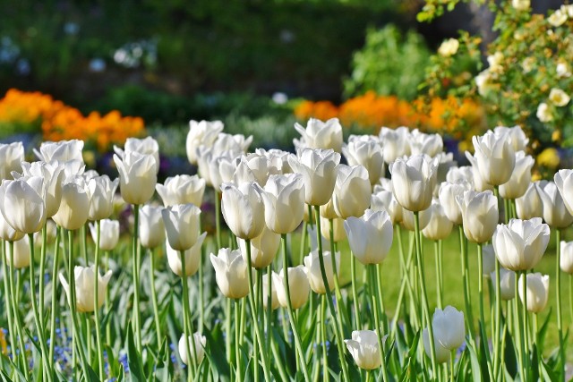 TulipanyJeśli pogoda dopisuje, to większość wiosennych kwiatów cebulowych, można posadzić jeszcze w październiku.