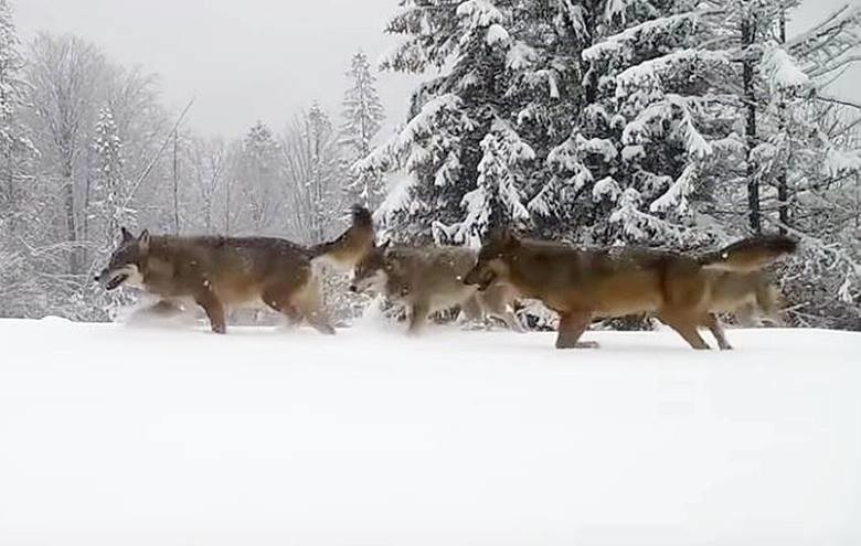 Watahę wilków zarejestrowały między innymi fotopułapki w...