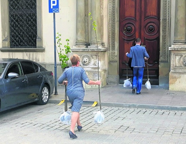 Na zdjęciu widać jak urzędnicy wnoszą drzewka do magistratu