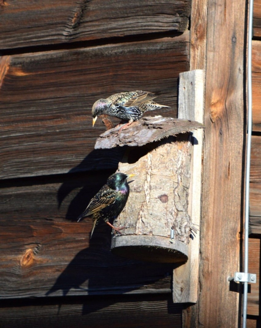Te ptaki zwiastują wiosnę i właśnie się pojawiły w Polsce. Nie tylko bociany zapowiadają nadejście ciepłych dni
