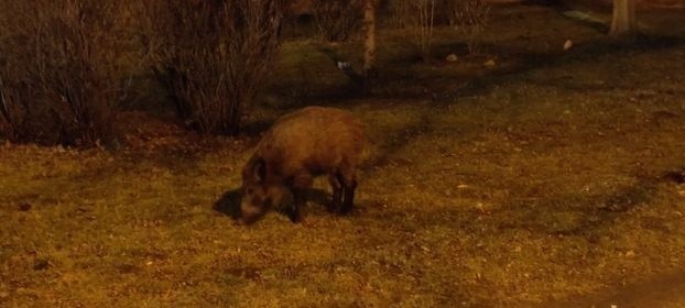 Kraków. Dziki spacerują między blokami na Grota-Roweckiego. Dlaczego zwierzęta zapuszczają się do miasta? [ZDJĘCIA]