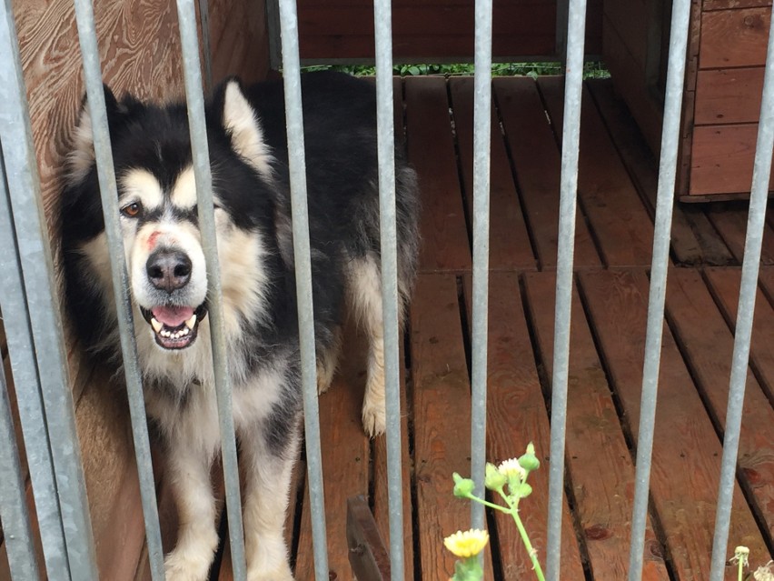 Lihasek to przepiękny, spokojny pies w typie husky. Został...