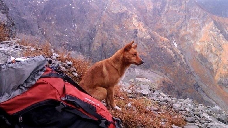 Psy są w Tatrach zakazane. Mimo to często zdarza się widok...
