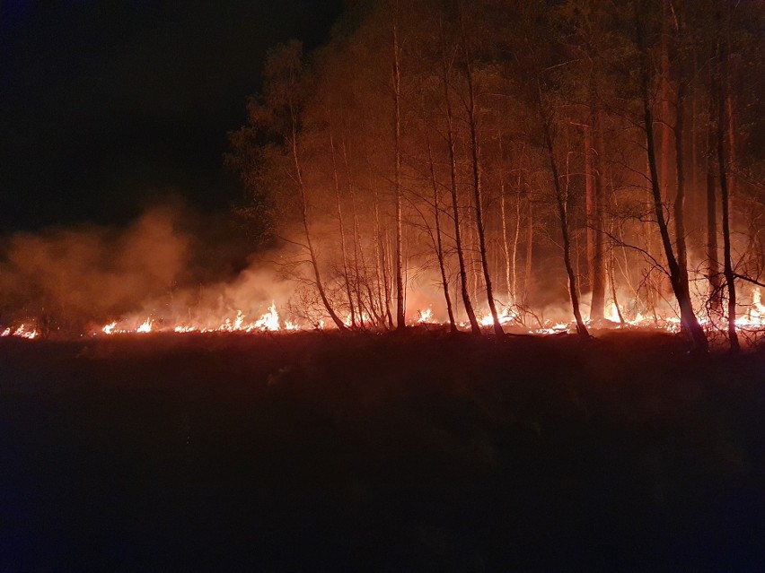 Pożar lasu w miejscowości Psie Głowy koło Czaplinka [zdjęcia]