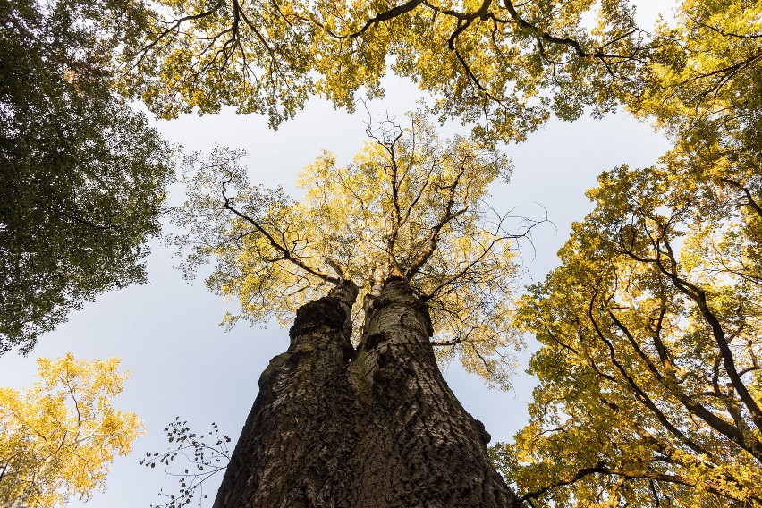Kolejne 23 drzewa w Lublinie będą pomnikami przyrody. Miasto otoczy je specjalną opieką