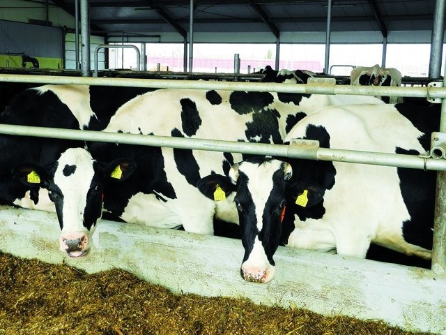 Mleczarstwo. Cena mleka nadal rośnieRolnicy mają dobre warunki ku temu, by zwiększać produkcję. W październiku padł rekord cenowy – w kraju za litr mleka płacono średnio 1,43 zł.