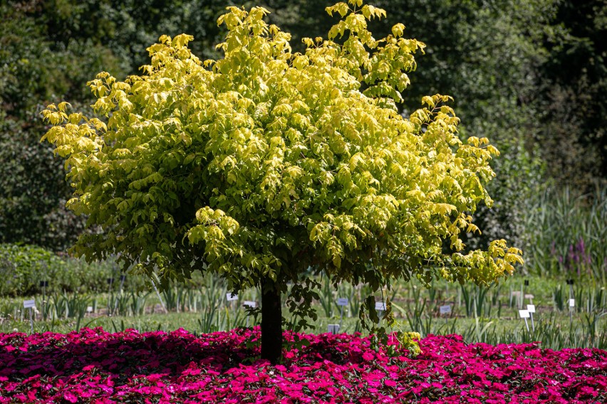 Kraków. Ogród Botaniczny UJ wzbogaci się o odtworzoną okazałą oranżerię. Powstanie jego nowa wizytówka [WIZUALIZACJE, ZDJĘCIA]
