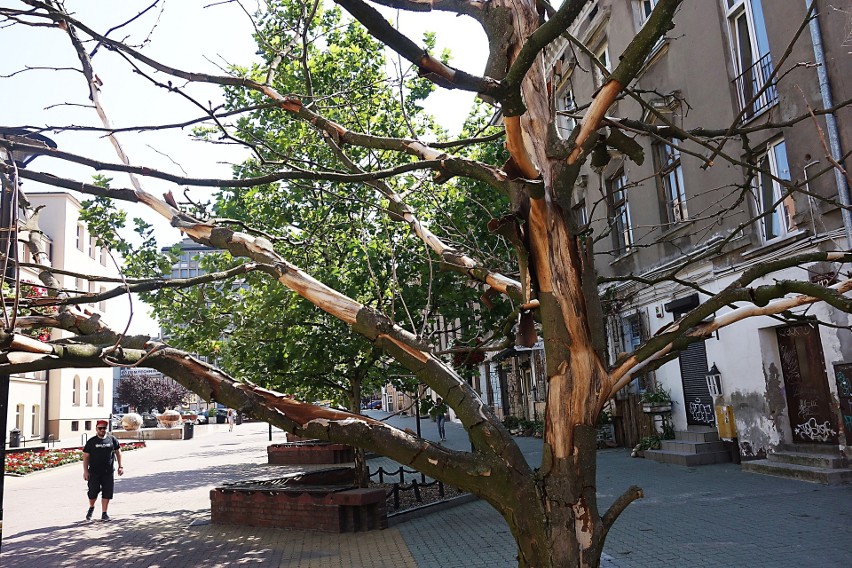 Uschły drzewa w pasażu Schillera w Łodzi.