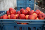 Sadownicy mają dość, produkcja przestaje się opłacać. Brakuje także rąk do pracy. Ile kosztuje kilogram jabłek?