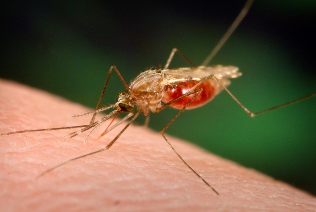 Odkomarzanie w Lublinie: Miasto szykuje się do walki z komarami