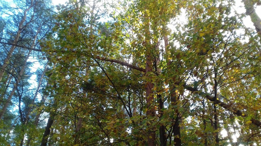 Powalone drzewa w Osowcu i Turawie