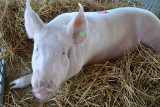 Afrykański pomór świń w Kujawsko-Pomorskiem. Region skutecznie się broni ale zagrożenie wciąż jest bardzo duże