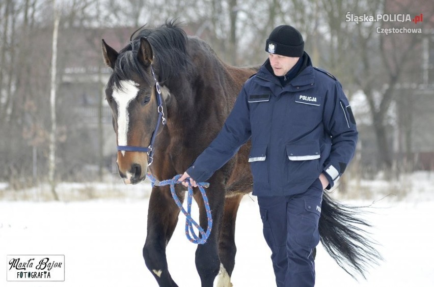 Policyjny koń Blue Baker odzyskuje siły po operacji krtani