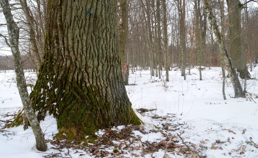 Mieszkańcy i przyrodnicy chcą ocalić przed wycinką stary dębowy las w okolicach Lipiny 