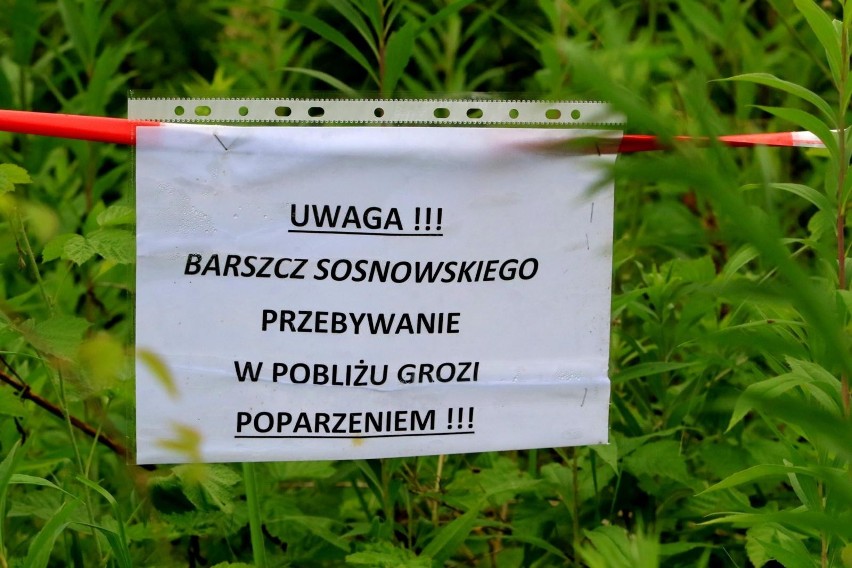 Barszcz Sosnowskiego jest mocno trującą rośliną, która...
