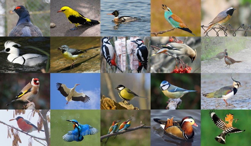 Choć ornitologia jest w Polsce coraz popularniejsza (w...