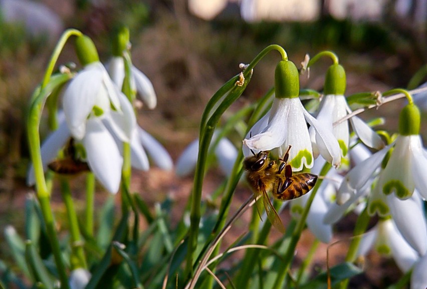 Pszczółki, kwiatki, motylki... Wiosna coraz bliżej i coraz...