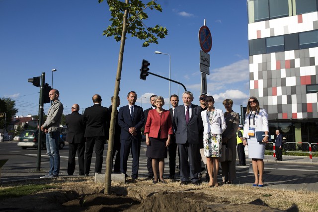 Pierwszy platan posadzono tu podczas szczytu UNESCO w lipcu