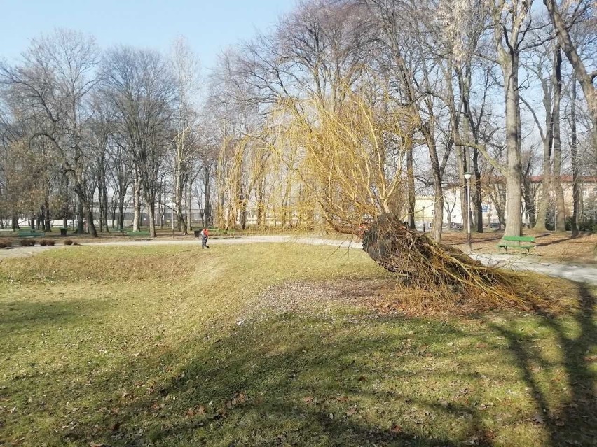 Park przy ul. Dąbrowskiego w Rzeszowie.