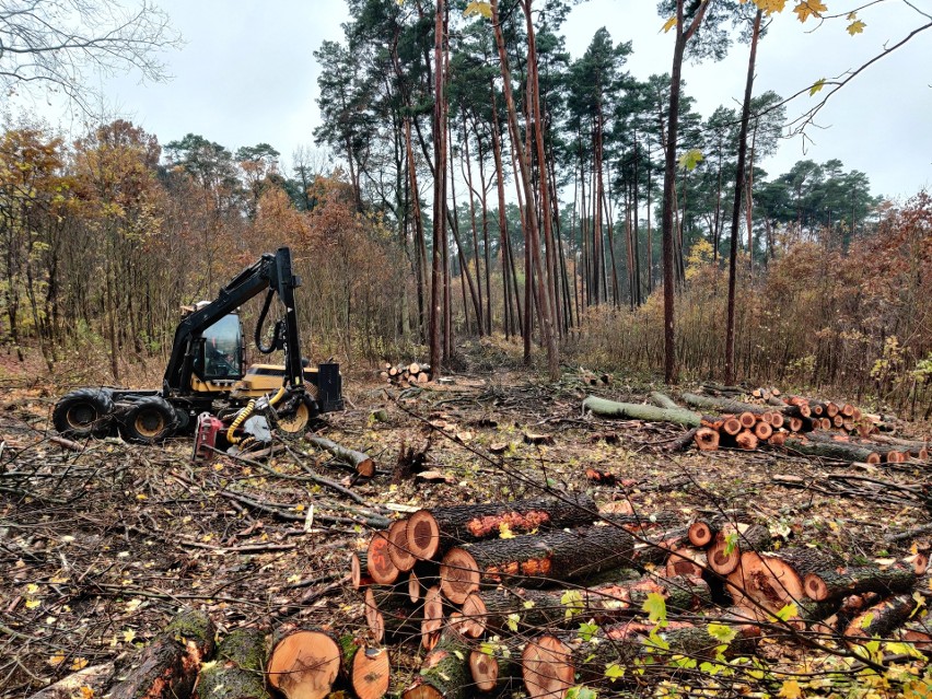 Niespodziewanie ruszyła wycinka starego lasu przy ul....