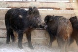 Afrykański pomór świń w Gdyni. Miejska populacja dzika zostanie zlikwidowana