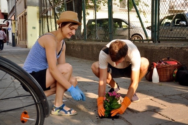 Wrocław: Kwiatki zamiast dziur w chodnikach (ZDJĘCIA)