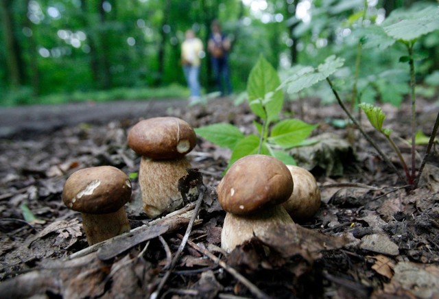 Grzyby na Dolnym Śląsku - czerwiec 2020. Gdzie się wybrać na grzyby? Zdjęcie ilustracyjne
