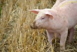 Czy sieci handlowe i zakłady mięsne odmawiają przyjmowania mięsa pochodzącego ze zdrowych zwierząt ze stref ASF? UOKiK sprawdził