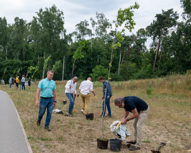 W Łodzi zostanie posadzone 600 drzew na 600-lecie miasta.