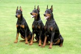 Doberman