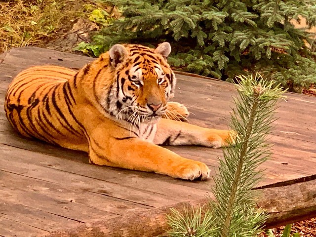 Tygrysy uratowane z transportu nabierają sił w podczłuchowskim zoo Canpol. Zdjęcia ze strony https://www.facebook.com/canpol.odejewski