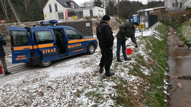 Strażnicy pobrali próbki wody z rzeczki. Zbadają je inspektorzy ochrony środowiska z Kielc.