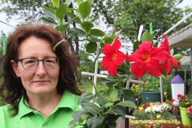 Alicja Przygoda, sprzedawca w ACM Agrocentrum i pasjonatka, prezentuje Dipladenię sundavillę. Ten kwiat świetnie rośnie i pięknie kwitnie w słonecznych, ciepłych oraz zacisznych miejscach. Dobrze znosi suszę. 
