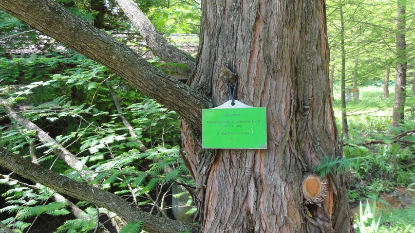 We wtorek otwiera się Arboretum w Bolestraszycach. Liczba odwiedzających będzie ograniczona 